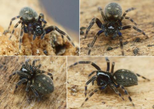 Nurscia albomaculata